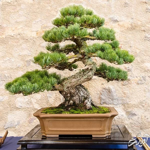 آموزش پرورش درخت بن سای خاک مناسب بن سای